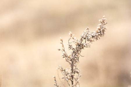 Growing wild grass wormwood in the field during the evening warm summer sunset. Wormwood in warm...