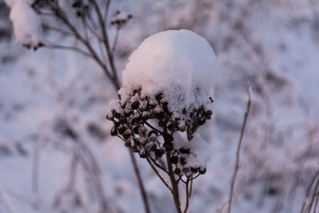 branch under the snow. snowy field. nature in winter seasonの写真素材