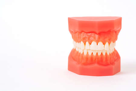 Close up model with white teeth. Jaw in dentistry. Clean denture, model of the jaw. Dental, oral surgery, stomatology, orthodontist conceptの写真素材
