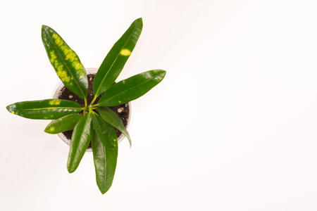 Codiaeum variegatum foliage. Croton leaves on branch isolated on white background. small green...