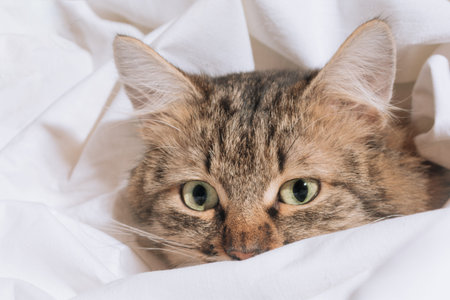 Funny brown striped cute green-eyed kitten lies under a white blanket and sheets. Close-up cat in...