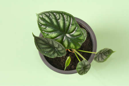 Alocasia Dragon Scale foliage. Alocasia in pot on green color background. small green plant. Botanical name is Alocasia Dragon Scaleの写真素材