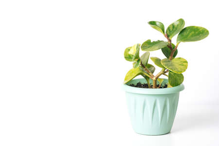 Green variegated plant Peperomia Green Gold on white background with copy space. home plant concept. Texture of flower leaves. tropical plantsの写真素材