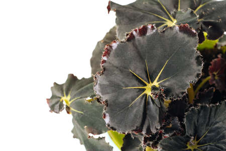 Green plant Begonia Black on white background close-up. home plant concept. Texture of flower leaves. tropical plantsの写真素材