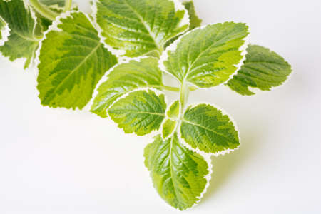 Green variegated plant Plectranthus Cuban Oregano on white background close-up. home plant concept. Texture of flower leaves. tropical plantsの写真素材