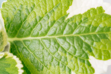 Green variegated plant Plectranthus Cuban Oregano on white background close-up. home plant concept....