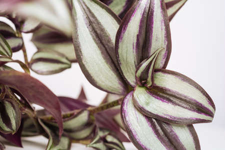 Green plant Tradescantia Zebrina on white background close-up. home plant concept. Texture of flower leaves. tropical plantsの写真素材