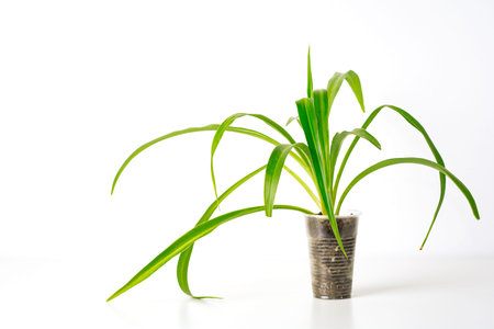 Green plant Chlorophytum on white background. home plant concept. Texture of flower leaves. tropical...