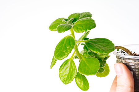 Green plant Plectranthus hadiensis tomentosus on white background. home plant concept. Texture of...