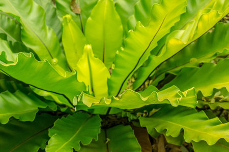 Bracken of  background 
