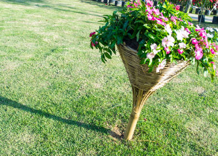 Flower  of background  の写真素材