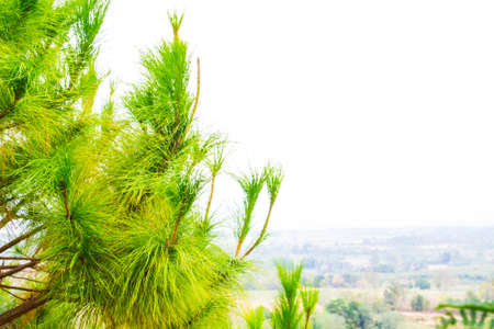 Pine of background の写真素材