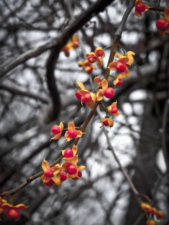 Revealing shellsの写真素材