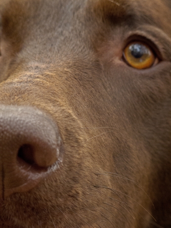 Intent gazeの写真素材