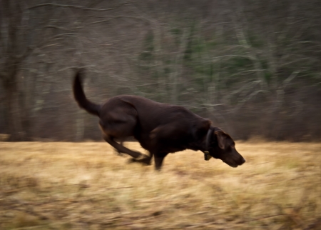 The huntの写真素材