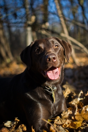 Sunny portraitの写真素材