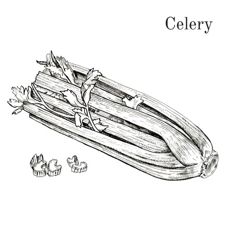 Hand drawn celery ink sketch. Isolated. Contour styleのイラスト素材