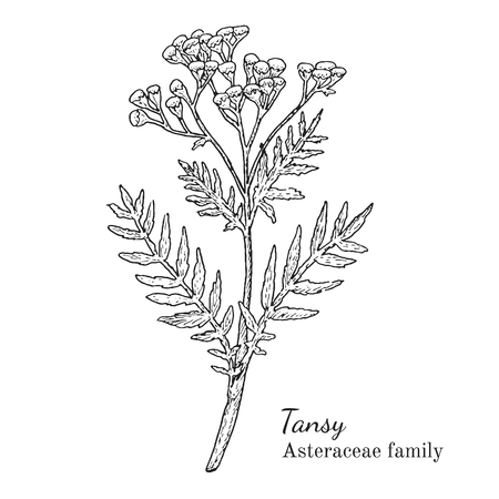 Ink tansy herbal illustration. Hand drawn botanical sketch style. Absolutely vector. Good for using in packaging - tea, condinent, oil etc - and other applicationsのイラスト素材