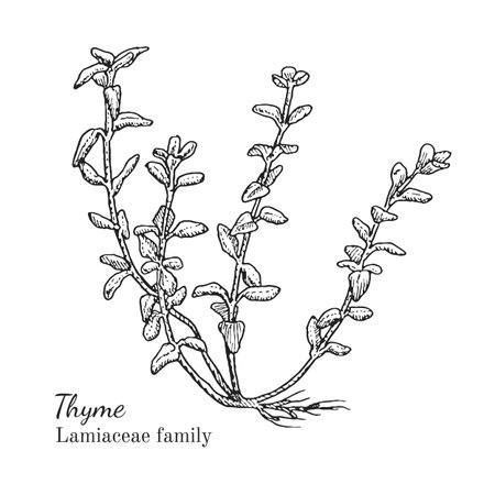Ink thyme herbal illustration. Hand drawn botanical sketch style. Absolutely vector. Good for using in packaging - tea, condinent, oil etc - and other applicationsのイラスト素材