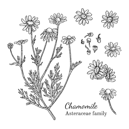 Ink chamomile herbal illustration. Hand drawn botanical sketch style. Absolutely vector. Good for using in packaging - tea, condinent, oil etc - and other applicationsのイラスト素材