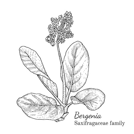 Ink bergenia herbal illustration. Hand drawn botanical sketch style. Absolutely vector. Good for using in packaging - tea, condinent, oil etc - and other applicationsのイラスト素材