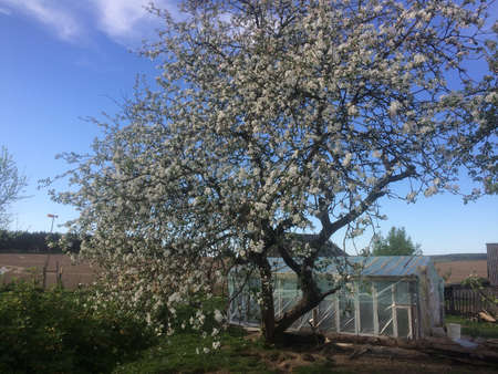 Summer cottage greenhouse in the spring.の写真素材
