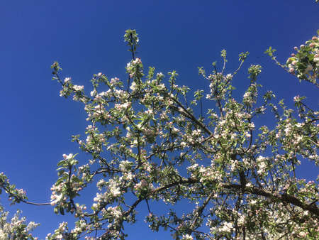 Apple tree in spring.の写真素材