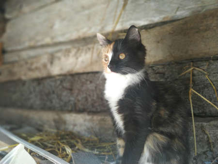 Cute cat on the background of a wall made of logs.の写真素材