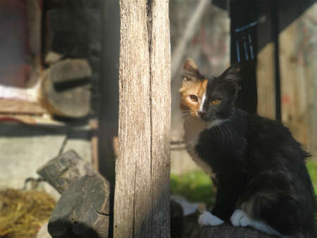 A cute black-red cat is resting in the village.の写真素材