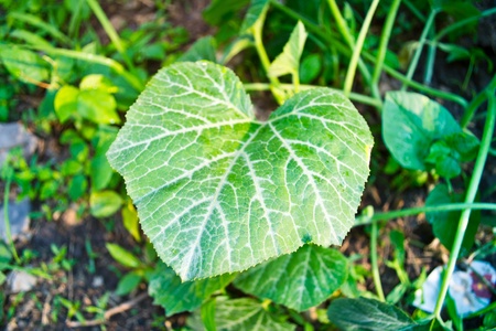 The green leaves of the tree leaves, cucumberの写真素材
