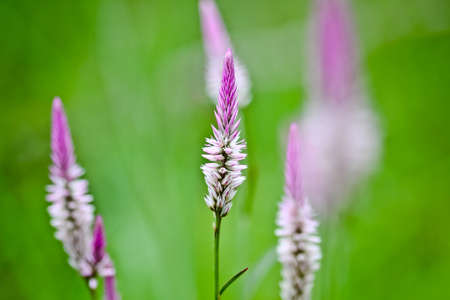 View of the flowers の写真素材