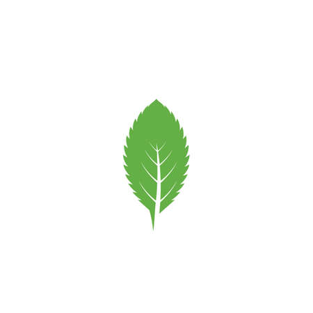 Mint leaf  illustration vectorのイラスト素材