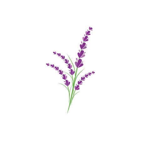 Fresh Lavender flower logo vector flat designのイラスト素材