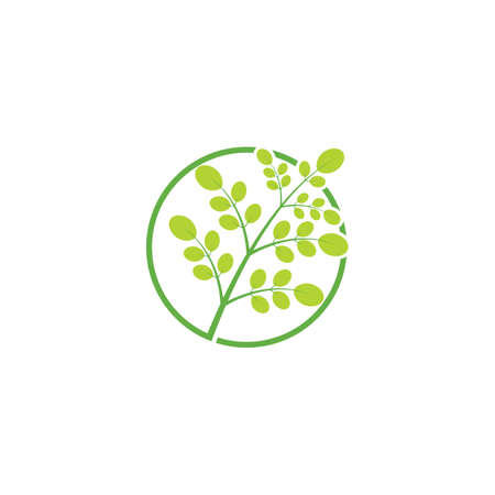 Moringa leaf illustration vector designのイラスト素材