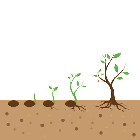 Plant life process illustration vector flat designのイラスト素材