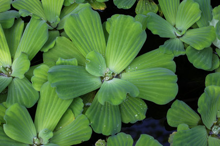 aquatic plants kapu-kapu or apu-apu