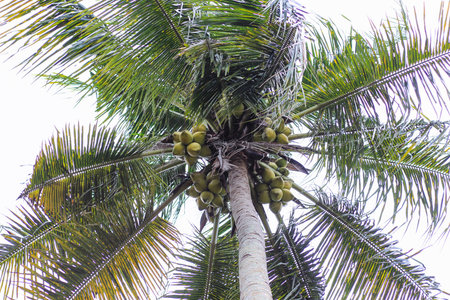 Closeup of coconut tree summer plant