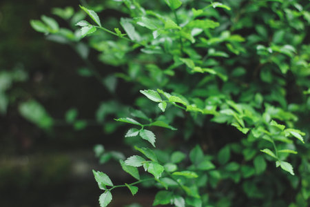 Green leaf nature background concept