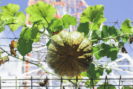 Young green pumpkin fruit on the tree