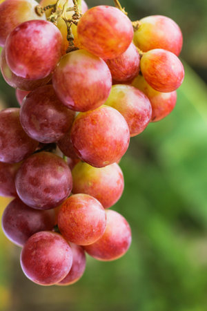 grapes fruit on wood background