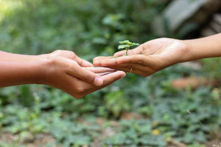 chidren Hand with green tree, nature care conceptの写真素材