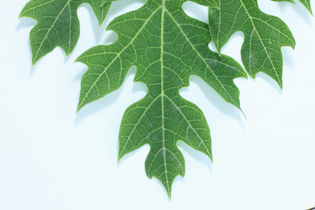 Papaya leaf isolated on white backgroundの写真素材
