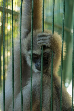 Monkey in a cage at the zooの写真素材