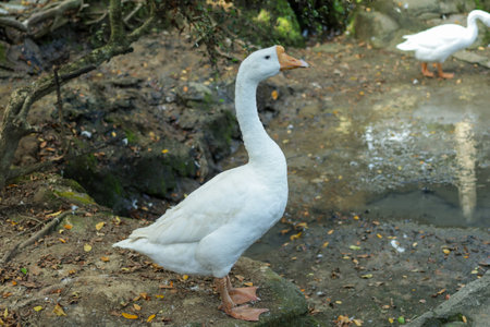 White swan in the garden