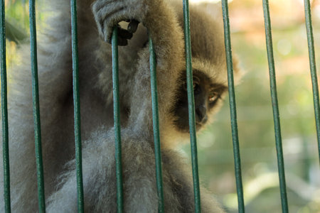 Monkey in a cage at the zooの写真素材