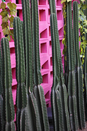 The Cactus garden and pink wallの写真素材