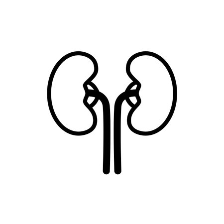 Illustration of human kidneys and their blood vesselsのイラスト素材