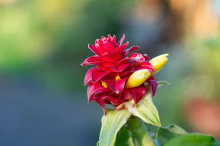 Beautiful tropical red ginger flowersの写真素材