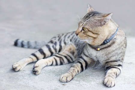 tabby catの写真素材
