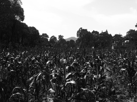 Black and white nature landscape viewの写真素材